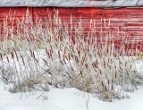 Frosty Winter Cattails P1390119-21