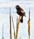 2019s First Red-winged Blackbird P1080263