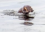 Otter Breaststroke P1090962