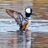 Hooded Merganser Stretching P1090814.1