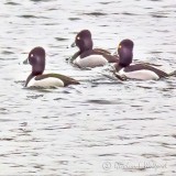 Male Ring-necked Ducks P1100048