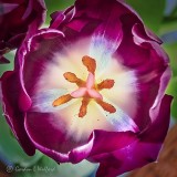 Purple Tulip Interior P1100249-51