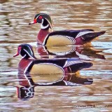 Two Male Wood Ducks P1100735