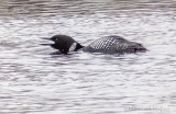 Loon Calling P1100774