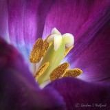 Purple Tulip Interior P1110013-5