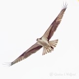 Osprey In Flight P1110123