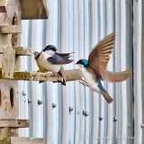 Swallow Landing P1120002-01