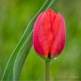Wet Red Tulip P1130032-4