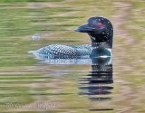 Wet Head Loon P1130314