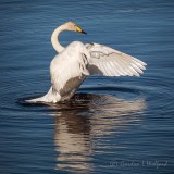 Stretching Swan P1140252