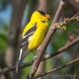 American Goldfinch P1140521