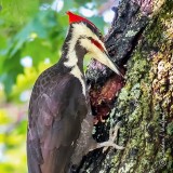Pileated Woodpecker P1140904