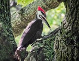 Pileated Woodpecker P1140877