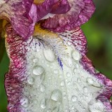 Wet Purple & White Iris Closeup P1150130-2