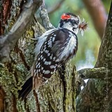 Downy Woodpecker With Full Bill P1150390-1