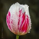 Wet Tulip DSCN33071-3