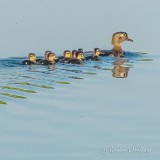 Wood Ducklings DSCN33379