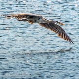 Heron In Flight DSCN33670