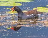 Gallinule Eating A Lily Stem DSCN34053