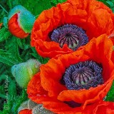 Poppies Gallery
