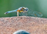 Blue Dragonfly DSCN36064-5