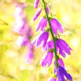 Purple Wildflowers Art DSCN36888