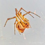 Orange Spider DSCN37441-6