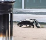 Pedestrian Skunk P1430077