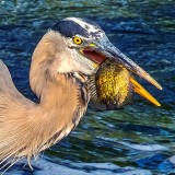 Heron With A Catch DSCN37721 (Crop)