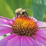 Bee On A Coneflower DSCF33124