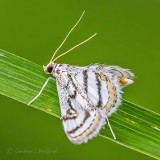 Little White Moth DSCN38831-2