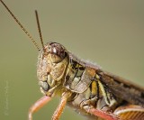 Grasshopper Closeup DSCN00256