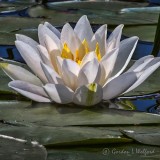 Water Lily DSCN00196-8