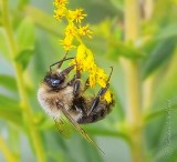 Bee Hanging From Goldenrod DSCN00354
