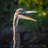Laughing Heron DSCN00467