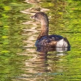 Pied-billed Grebe DSCN00636