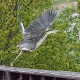 Heron Taking Flight Off Railway Bridge DSCN00702