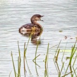Yawning Grebe DSCN00717