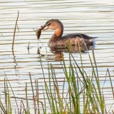 Grebe With Catch DSCN00867