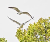 Gulls Over A Berry Tree DSCN01945