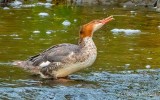 Merganser Swallowing A Drink DSCN02602