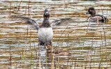 Ducks In The Swale DSCN02789