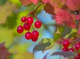 Red Berries DSCN03597-9