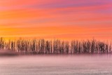 Bare Trees In Ground Fog At Sunrise P1470897-03