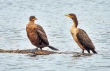 Two Juvenile Cormorants DSCN04642