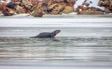 Otter On Ice DSCN05128