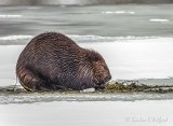 Beaver On Ice DSCN05751