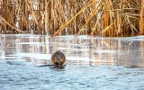Beaver On Ice DSCN05971