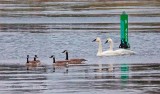 Geese & Swans DSCN05922