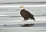 Eagle On Ice DSCN07011